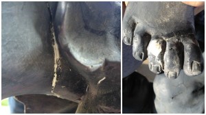 Resin Statue Repairs
